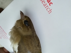 Fringilla coelebs