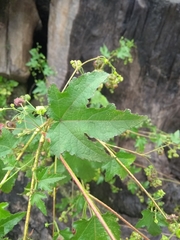 Kearnemalvastrum lacteum