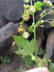 Kearnemalvastrum lacteum