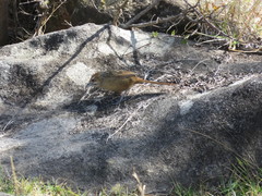 Sphenoeacus afer natalensis