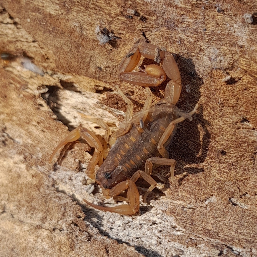 Tityus uruguayensis