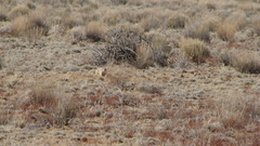 Cynomys gunnisoni
