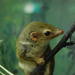 Treeshrews - Photo (c) Dionisios Vervitsiotis, some rights reserved (CC BY-NC-ND)