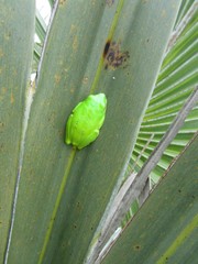 Hyperolius tuberilinguis