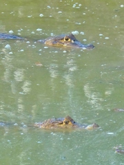 Caiman crocodilus