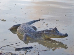 Caiman crocodilus
