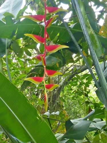 False bird of paradise (Heliconia platystachys)