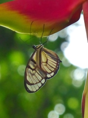 Athesis clearista