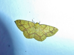 Periclina