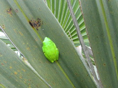 Hyperolius tuberilinguis