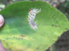 Halysidota ruscheweyhi