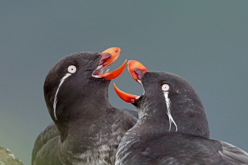 Parakeet Auklet