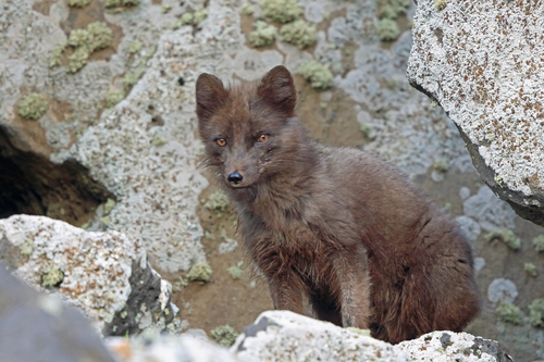 Blue Fox