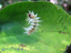 Halysidota ruscheweyhi