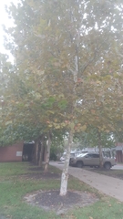 Platanus occidentalis