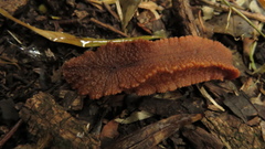 Chlamydephorus burnupi