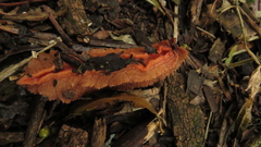 Chlamydephorus burnupi