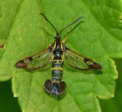 Synanthedon tipuliformis