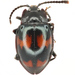 Trycherus - Photo (c) 
NHM Beetles and Bugs, some rights reserved (CC BY)
