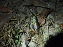 Macrosemia kareisana