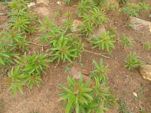 Cochlospermum tinctorium
