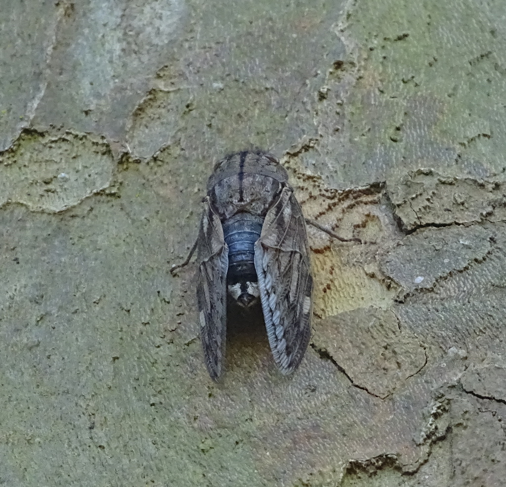Bushveld Orangewing Cicada
