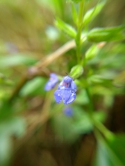 Salvia leptostachys