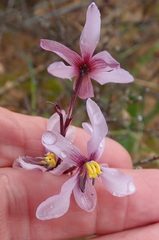 Cyanella orchidiformis