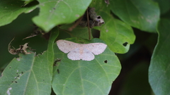 Perixera illepidaria