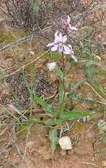 Cyanella orchidiformis