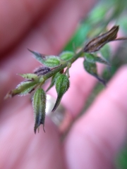 Salvia leptostachys