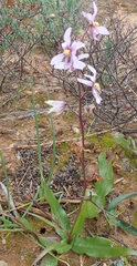 Cyanella orchidiformis