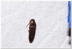 Melanotus castanipes