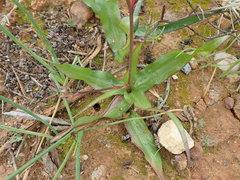 Cyanella orchidiformis