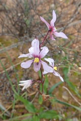 Cyanella orchidiformis