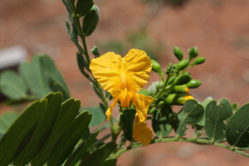 Platypodium elegans