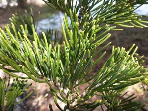 Grand fir (Abies grandis)