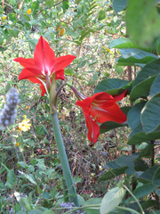Hippeastrum