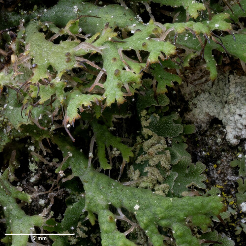 jaseňovka brvitá (Anaptychia ciliaris)