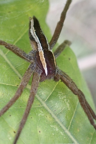 Straight-banded Nursery Web Spider photo 3