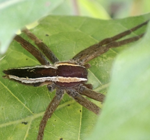 Straight-banded Nursery Web Spider photo 2