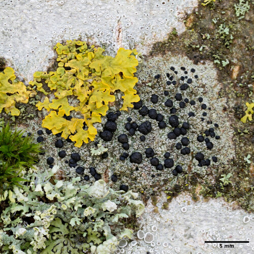 buélia bodkovaná (Amandinea punctata)
