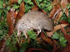 Microtus ochrogaster