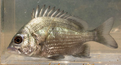 Acanthopagrus pacificus