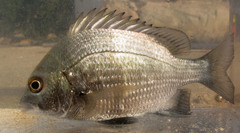 Acanthopagrus pacificus