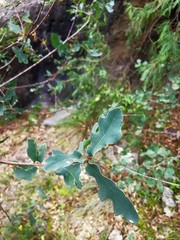 Quercus laceyi