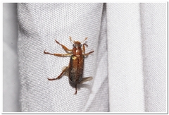 Dichelonyx subvittata