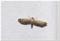 Eupithecia columbiata