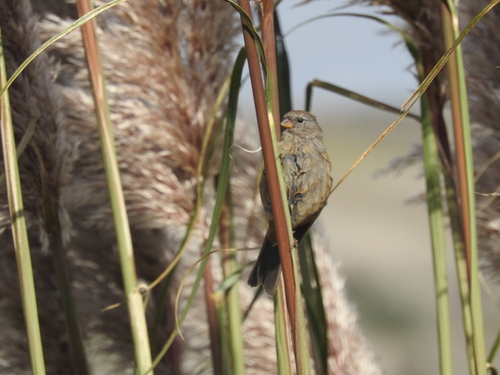 Plain-colored Seedeater (Catamenia inornata), photo 9