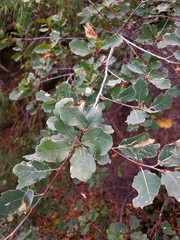 Quercus laceyi